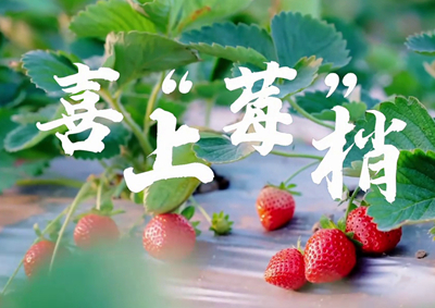 中國(guó)電信的信息技術(shù)正成為草莓種植戶拓展銷售、傳播口碑的新農(nóng)具_(dá)400.jpg
